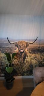 Nieuw in doos! Fotobehang Schotse Hooglander / duinlandschap, Ophalen, Minder dan 10 m²