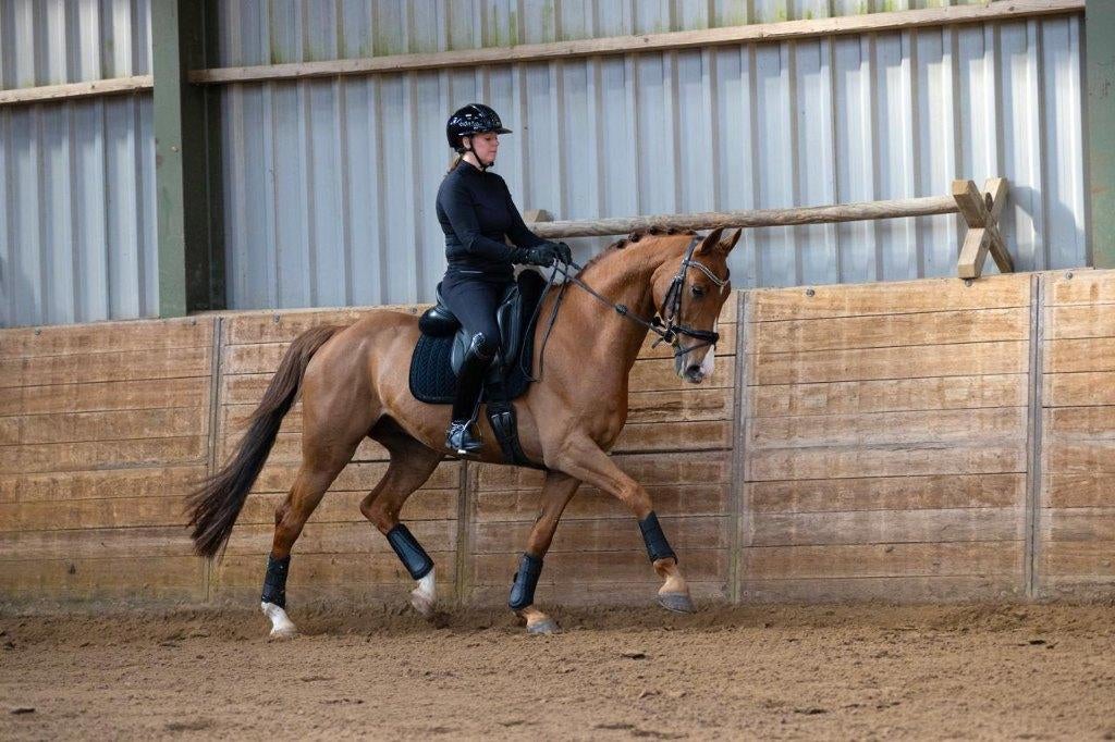 Knappe 10-jarige ruin, Dieren en Toebehoren, Paarden, Met stamboom, Ruin, Dressuurpaard, L