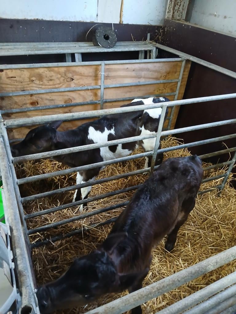 2 jersey x holstein, Dieren en Toebehoren, Runderen, Meerdere dieren, 0 tot 2 jaar