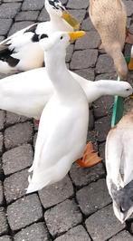 Witte indische loopeend kuif woerd, Dieren en Toebehoren, Pluimvee, Mannelijk, Eend