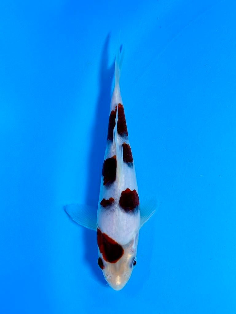 HQ Budo Goromo incl Certificaat Marushi Japanse koi, Dieren en Toebehoren, Vissen | Aquariumvissen, Vis, Zoetwatervis