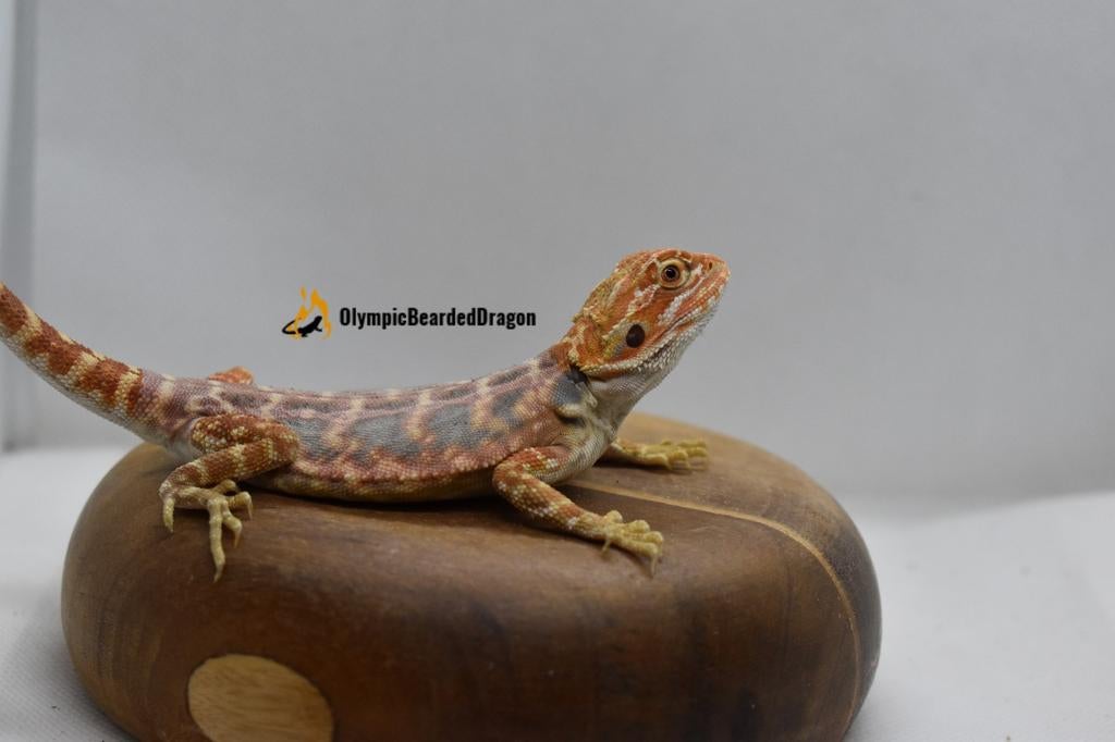 Baardagaam vrouw orange blue bar hypo het trans Bearded Dragon - female for sale from olympicbeardeddragon