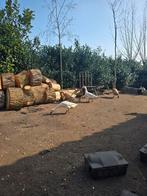 Loop eenden broedeieren eieren te koop, Minder dan 3 m³, Ophalen of Verzenden