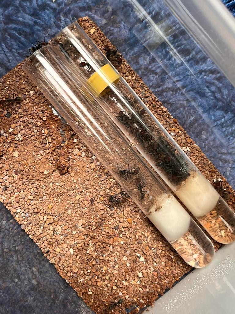Camponotus singularis 30w~, Dieren en Toebehoren, Bijen