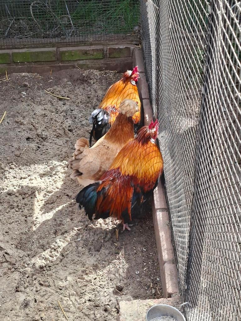 Kriel haantje sulmentaler, Mannelijk, Kip