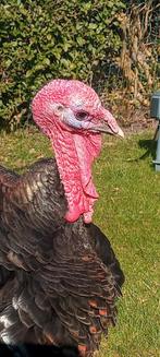 Koppel Brons kalkoenen, kalkoen, Meerdere dieren, Kalkoen