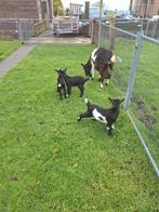 Te koop, grote melkgeit met 2 jonge bokken en 1 jong geitje, Dieren en Toebehoren, Schapen, Geiten en Varkens, Meerdere dieren