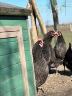 Kippen te koop, Vrouwelijk, Kip