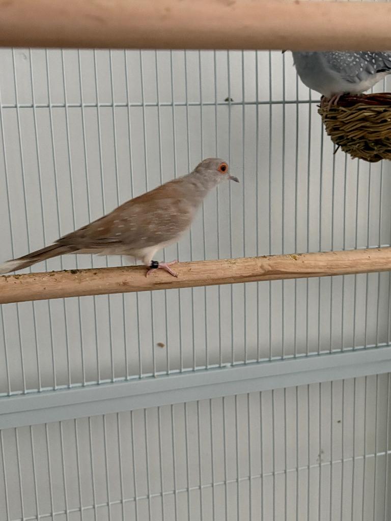 3 diamandduifjes, Meerdere dieren, Tropenvogel