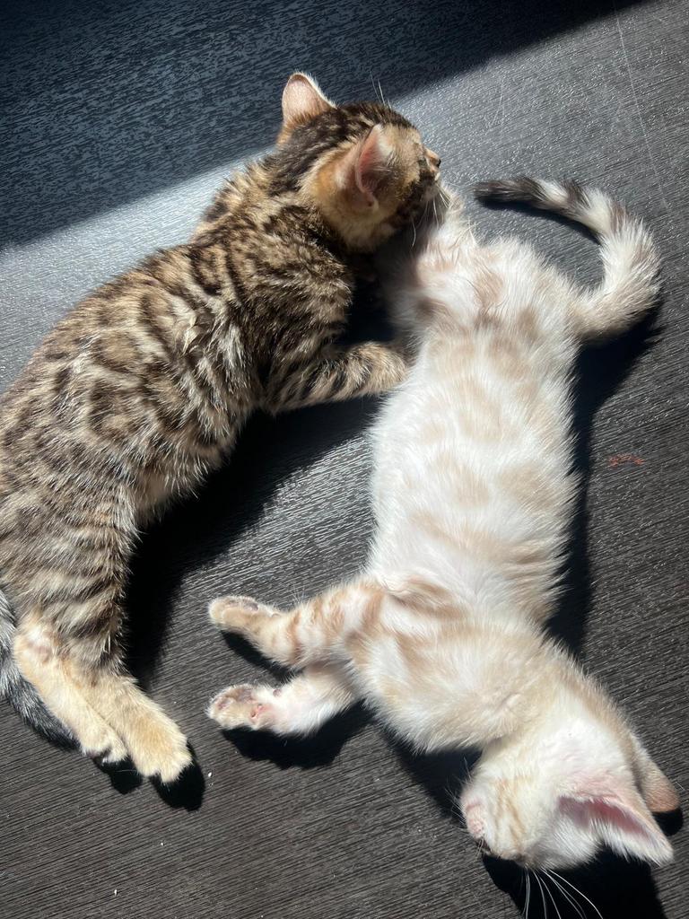 Bengaal nog 1 brown tabby en nog 1 snow mink  €950, Meerdere dieren, 0 tot 2 jaar