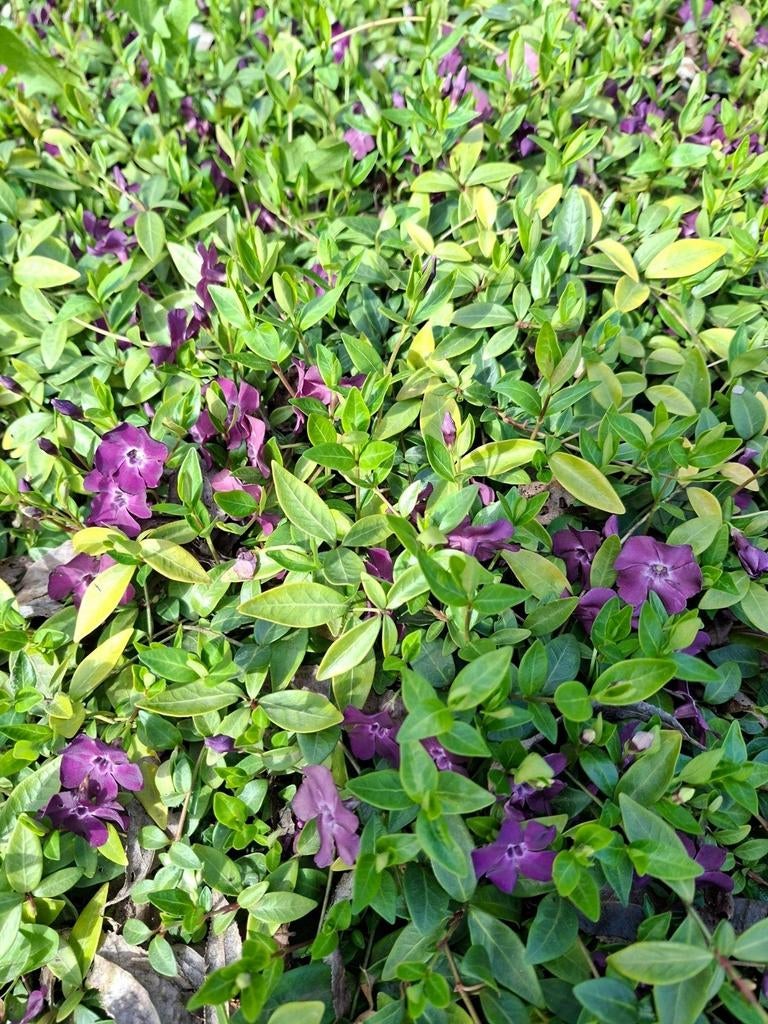 Koningsdagknaller/mooie bodembedekkers/ geopend van 9-12 uur, Ophalen, Vaste plant, Overige soorten