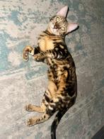 Bengaalse poes, Kater