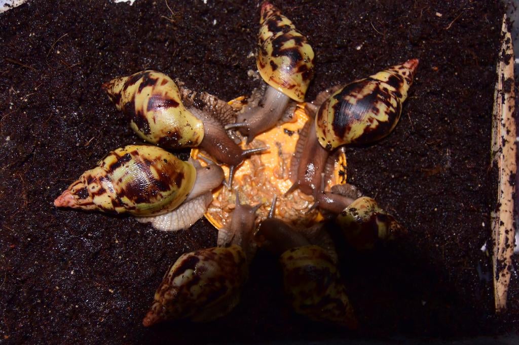 reuzenslakken gevraagd, Mei, Meerdere dieren