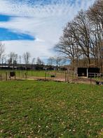 Paddock paradise / paradijs, Weidegang