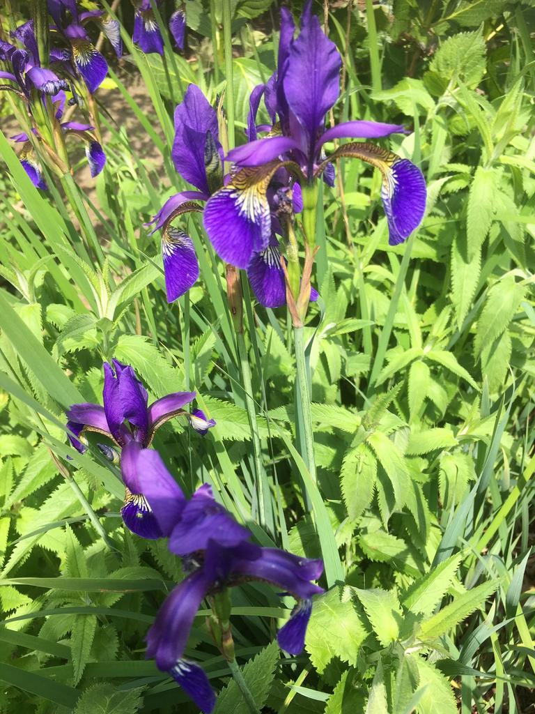 Tk biologische vaste planten, blauw/paarse lelies, Ophalen, Overige soorten, Volle zon