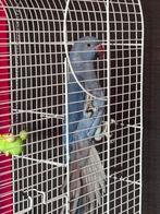 Halsbandparkiet, Geslacht onbekend, Parkiet, Geringd