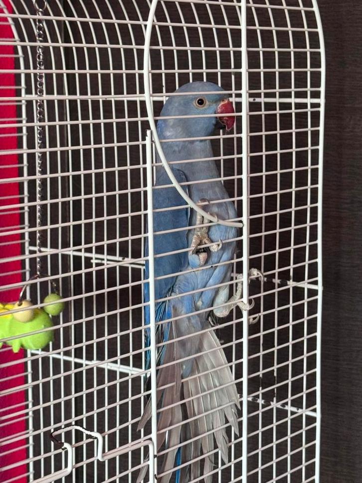 Halsbandparkiet, Dieren en Toebehoren, Vogels | Parkieten en Papegaaien, Parkiet, Geslacht onbekend, Geringd