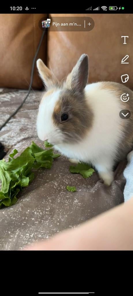 Lief tam konijntje, Dieren en Toebehoren, Mannelijk, Dwerg