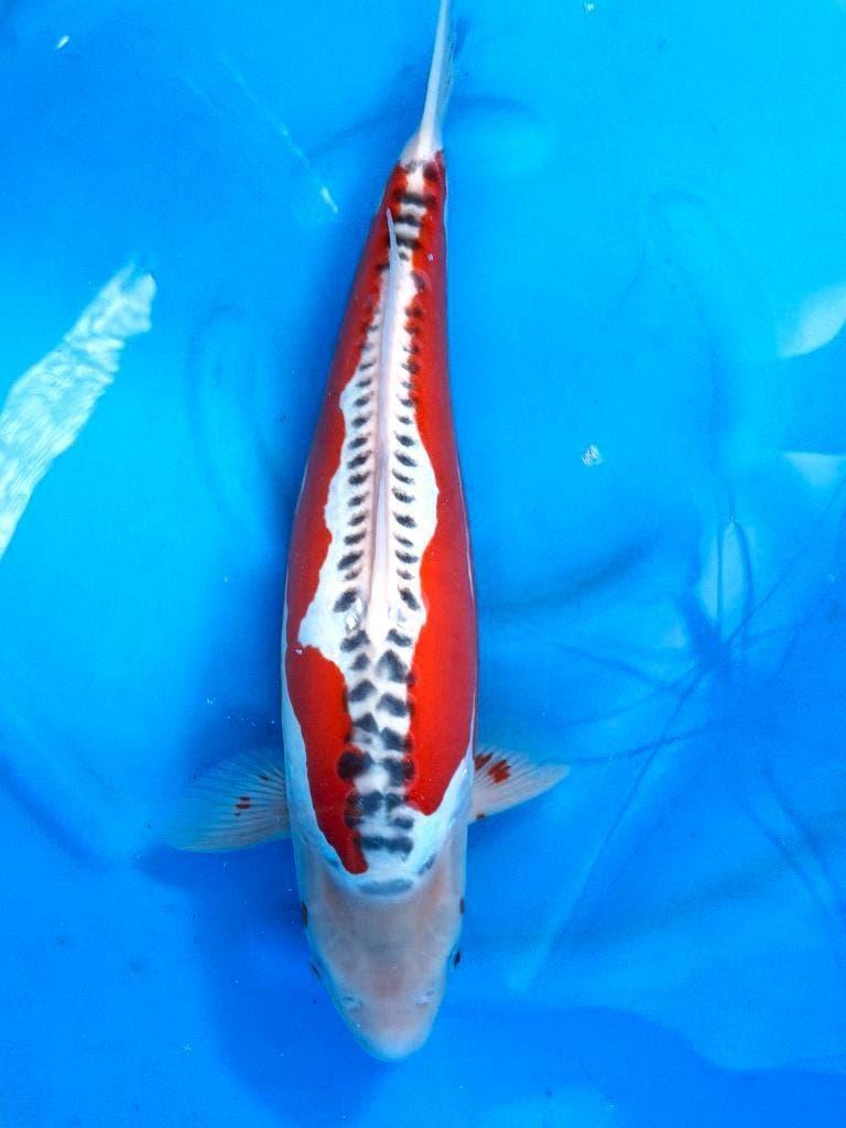 Hq Japankoi, Jumbo Nisai, enorme groeipotentie, Dieren en Toebehoren, Vissen | Vijvervissen, Karper of Koi