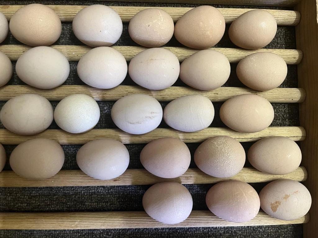 Te koop broedeieren parelhoenders, Dieren en Toebehoren, Pluimvee, Geslacht onbekend, Kip