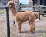 Toekomstige alpaca dekhengst, Juni, Mannelijk