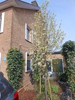 Sierpeer (Pyrus calleryana 'Chanticleer'), Ophalen, Volle zon, Overige soorten