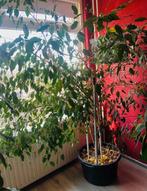 Gratis ficus kamer plant, Huis en Inrichting, Ophalen, Ficus, Halfschaduw, 150 tot 200 cm
