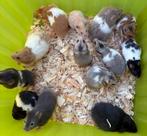Kindvriendelijk Lieve, tamme goudhamsters, Hamster, Maart, Meerdere dieren, Tam