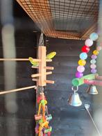 Grasparkieten spangel, Vrouwelijk, Parkiet