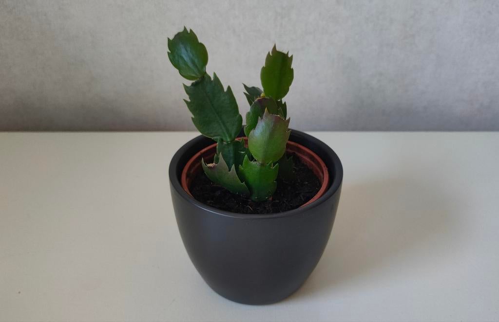 Lidcactus, Schlumbergera, Ophalen, Halfschaduw, Minder dan 100 cm, Bloeiende kamerplant