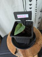 Alocasia Melo #2, Huis en Inrichting, Kamerplanten, Ophalen of Verzenden, Halfschaduw, Minder dan 100 cm