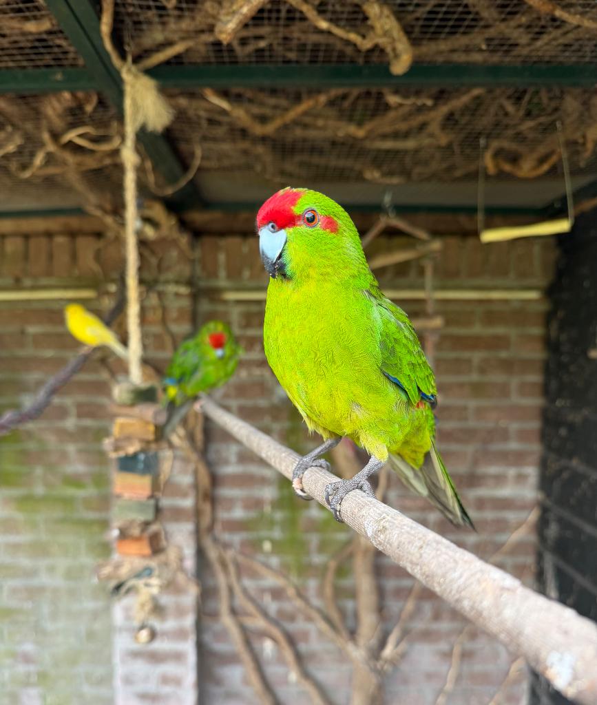 Kakariki’s, Dieren en Toebehoren, Meerdere dieren, Parkiet