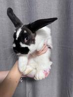 Mini lop konijnen gratis ophalen, Dieren en Toebehoren, Vrouwelijk, Klein, 0 tot 2 jaar