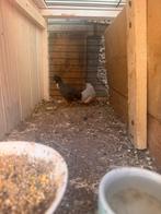 Chinese kwartels, Dieren en Toebehoren, Pluimvee, Mannelijk, Overige soorten