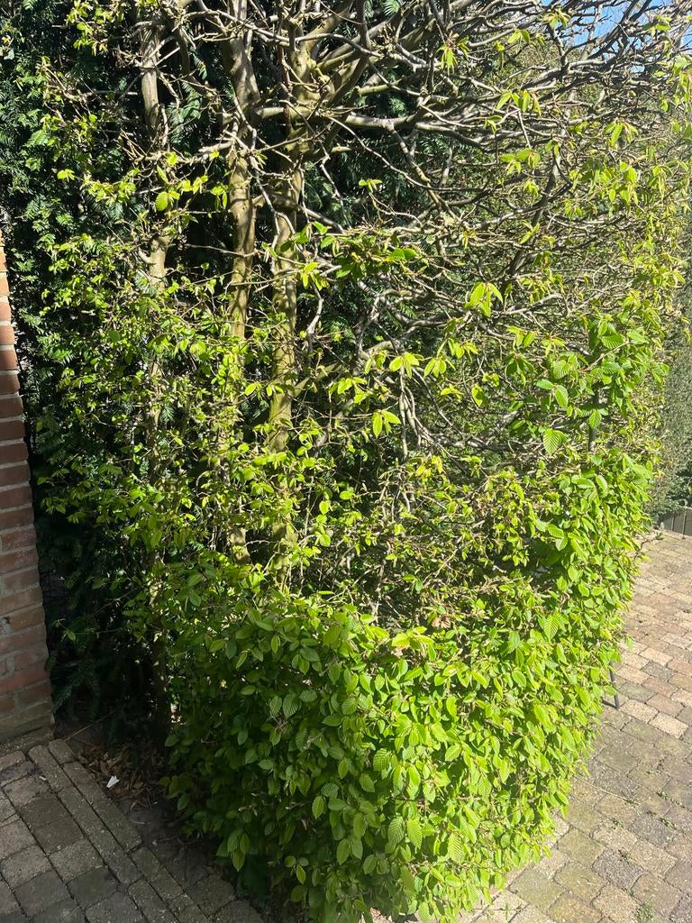 Gezond beukenhaagje voor uw tuin, Tuin en Terras, Vaste plant, Bloeit niet, Halfschaduw, Ophalen