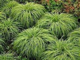 Carex car. The Beatles. Laag hangend siergras P9 planten, Vaste plant, Siergrassen, Ophalen of Verzenden, Halfschaduw