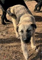 Bowie is een zachtaardig reutje van 5 maandjes jong, Particulier, 15 weken tot 1 jaar, Reu, Buitenland