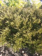 Taxus | buddleja | Conifeer Yvonne, Tuin en Terras, Ophalen, Taxus, Minder dan 100 cm