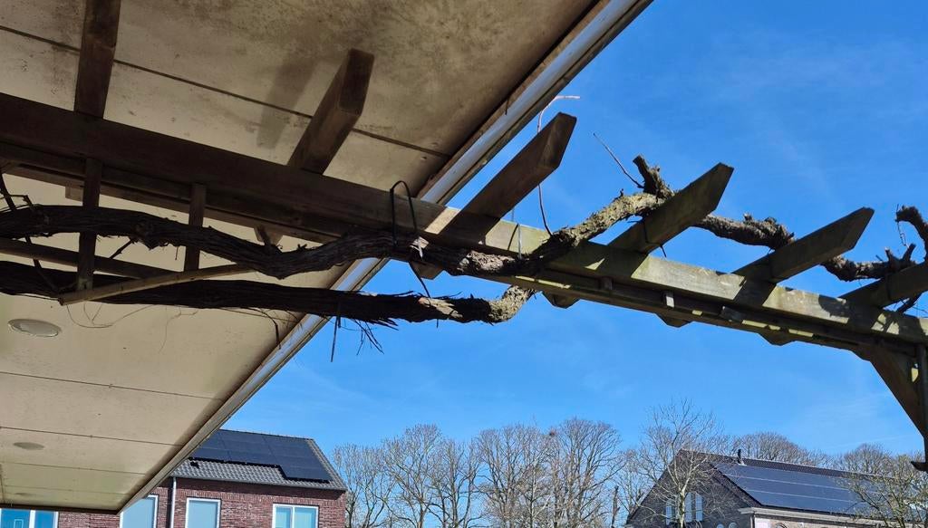 Druivenstruik rode zoete druiven, ongeveer 12 meter lang, Tuin en Terras, Planten | Bomen, Ophalen, Volle zon