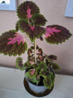 Siernetel stekjes, Ophalen, Halfschaduw, Minder dan 100 cm