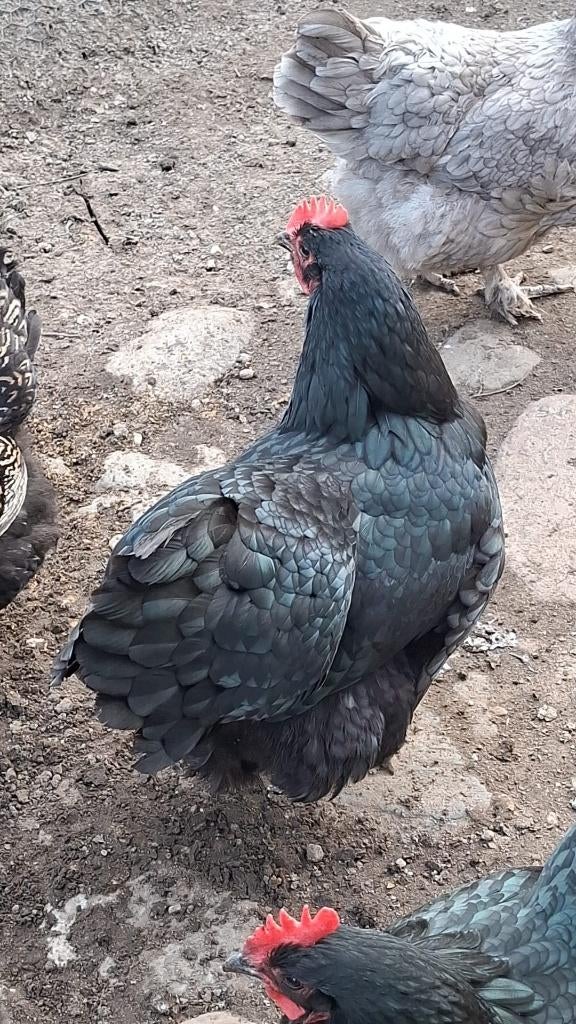australorp en barnevelder, Dieren en Toebehoren, Pluimvee, Vrouwelijk, Kip