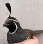 Koppel Californische kuif kwartels, Meerdere dieren