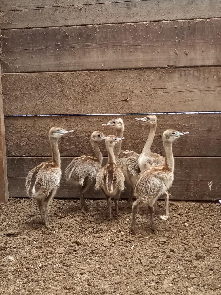 Nandoe, nandoe kuikens, Dieren en Toebehoren, Pluimvee, Meerdere dieren, Overige soorten