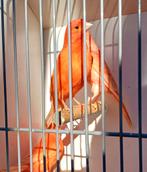 Koppel oranje rode kanaries., Dieren en Toebehoren, Vogels | Kanaries, Meerdere dieren, Kleurkanarie