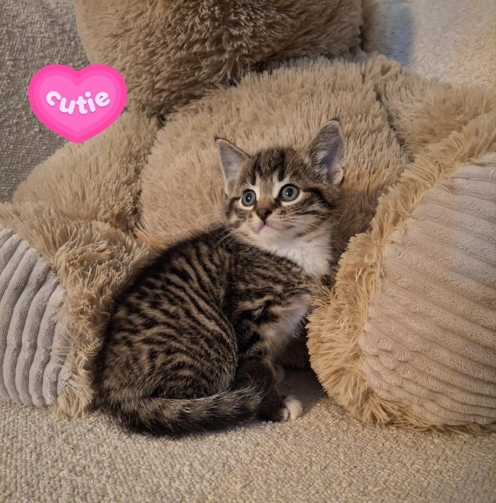 Prachtige kittens❤️, Meerdere dieren, Kortharig, 0 tot 2 jaar