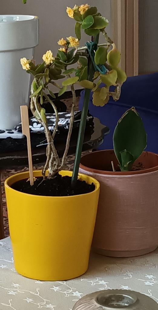 Kalanchoe kamerplant - Bloeiende vetplant in pot, Huis en Inrichting, Kamerplanten, Vetplant, In pot, Minder dan 100 cm, Bloeiende kamerplant