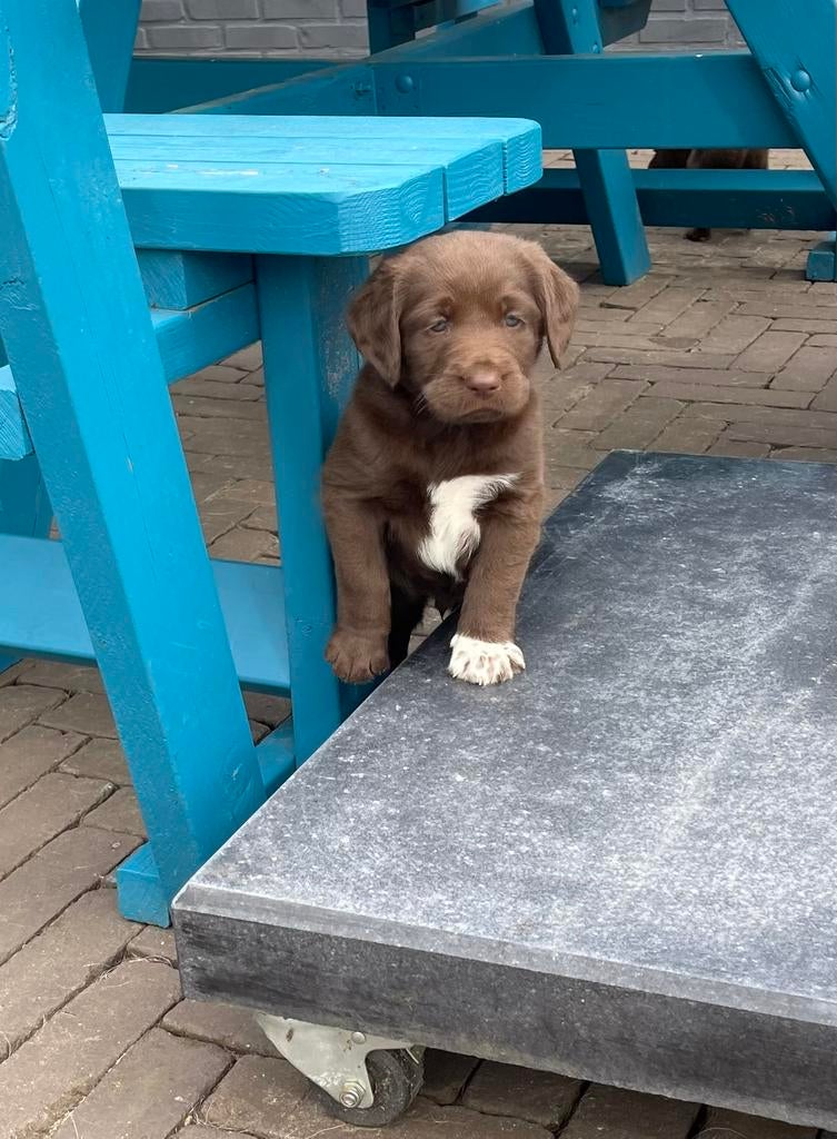 5 unieke Labradoodle pups bruin met witte aftekeningen, Dieren en Toebehoren, Honden | Retrievers, Spaniëls en Waterhonden, Parvo