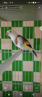te koop major putter 2 popen en een man 350 per stuk, Dieren en Toebehoren, Vogels | Overige Vogels, Mannelijk, Wildzangvogel