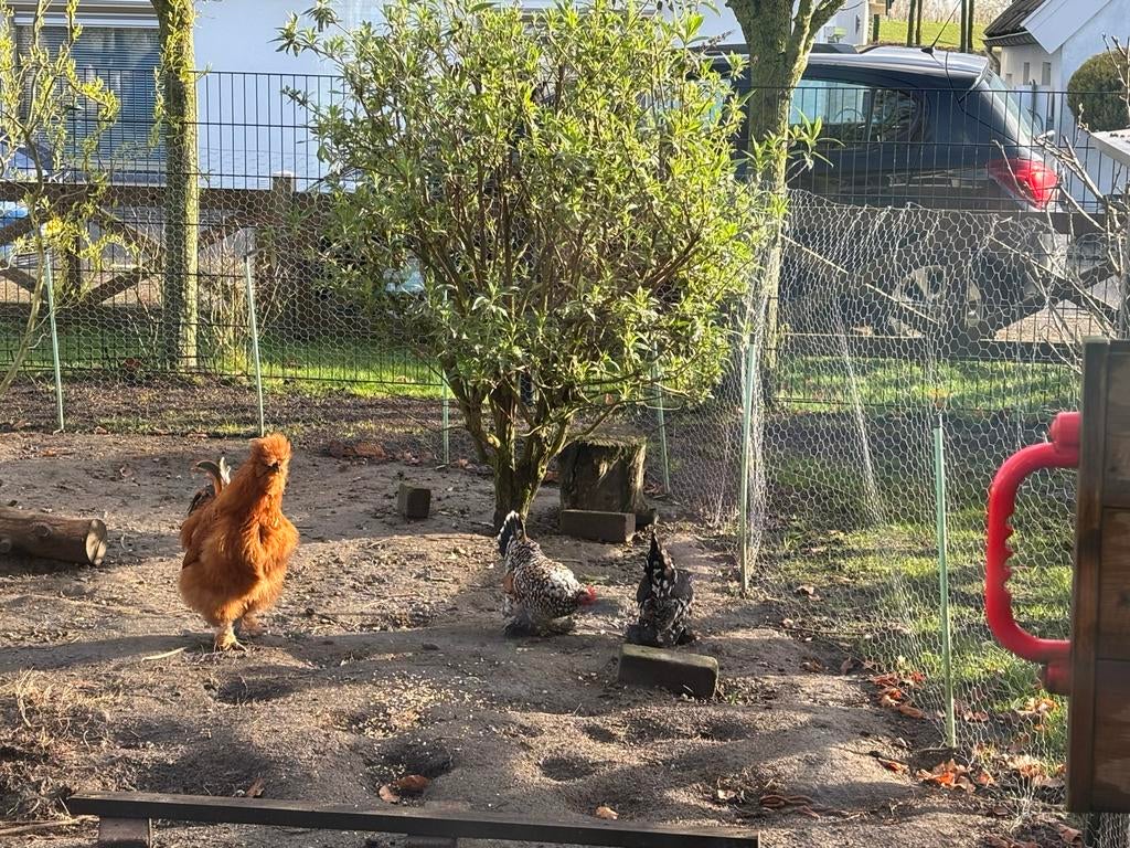 Zijderhoen usa haan, Dieren en Toebehoren, Pluimvee, Mannelijk, Kip