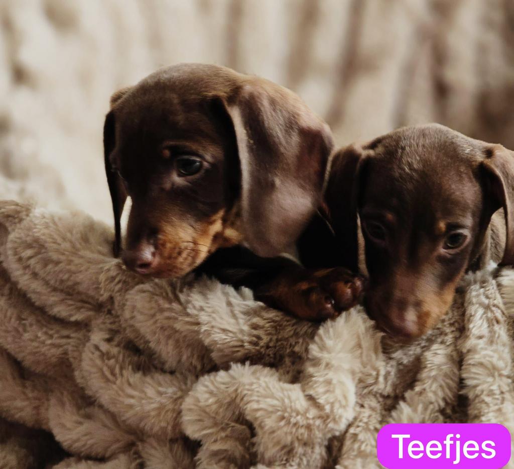 Lieve teckel pups zoeken warm mandje, 8 tot 15 weken, CDV (hondenziekte), Korthaar, Dwerg